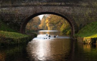 ducks under bridge