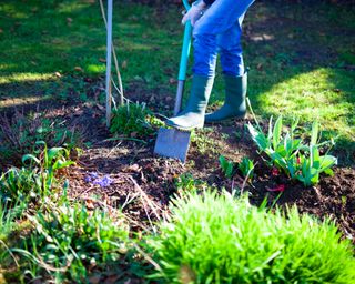 a gardener wearing jeans and green wellies digging into soil in a garden with a garden spade
