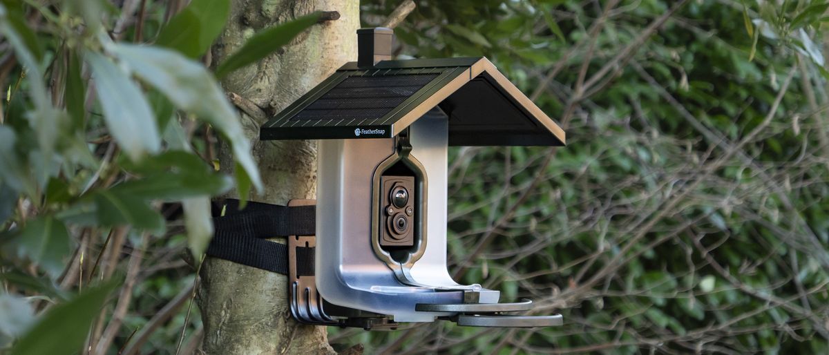 FeatherSnap Bird Feeder camera strapped around a tree with bamboo backdrop