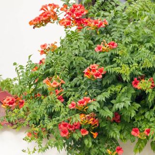 trumpet vine climbing up garden fence