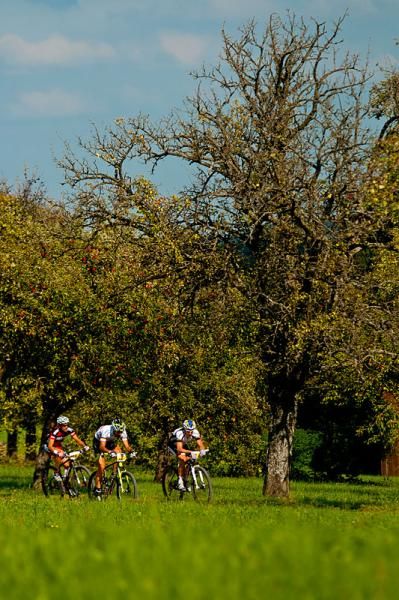 The leaders pass an apple tree