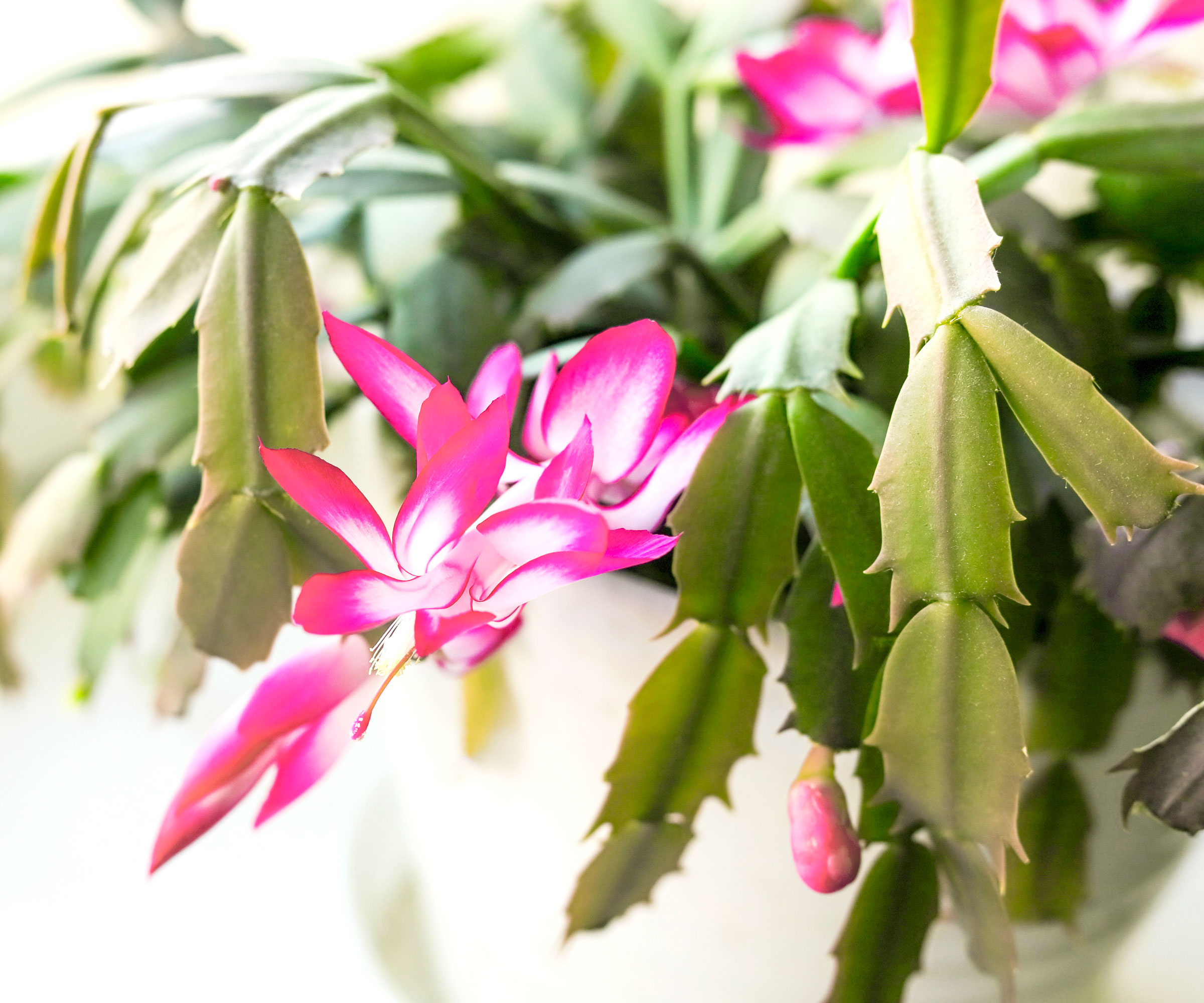 Thanksgiving cactus with bright pink flowers