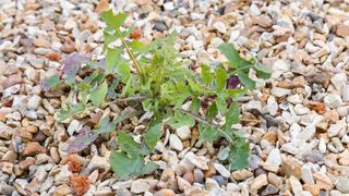 weed growing in gravel