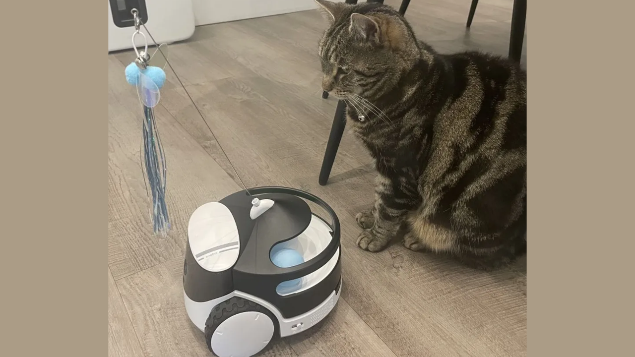 Megan's cat Nala with the Enabot Rola PetPal