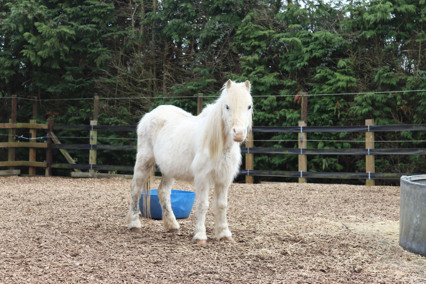 Elsa on woodchip Monday 10th March 2025 2 - credit Redwings Horse Sanctuary