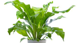 Bird’s Nest Fern (Asplenium nidus) in a grey pot against a white background