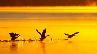 Three birds taking flight over a golden-hued water surface at sunset