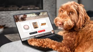 Dog scrolling through pet deals on a laptop