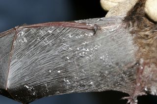 Fungus on wing membrane of a little brown bat.