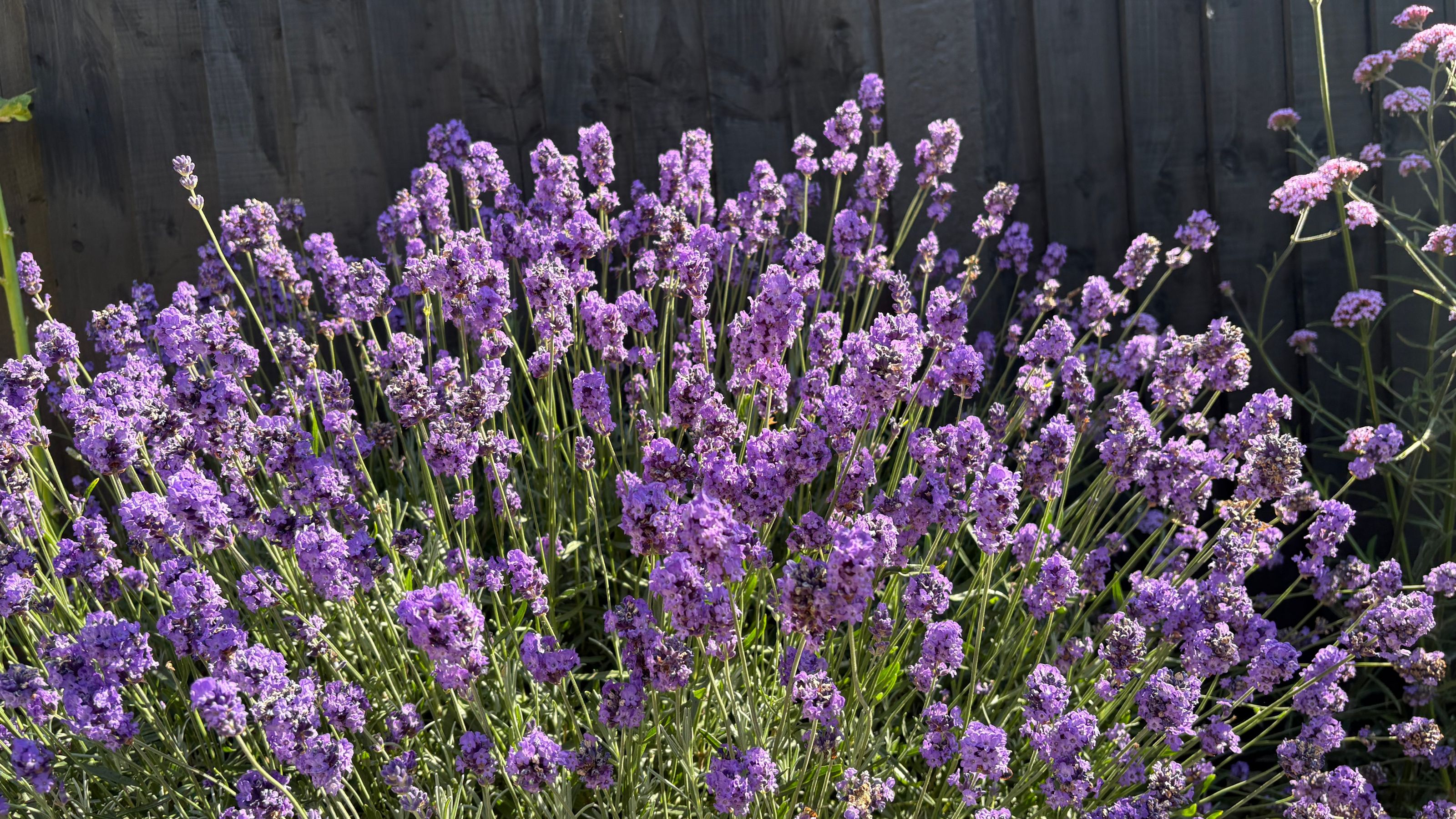 Lavender plant growing next to a black fence in a garden