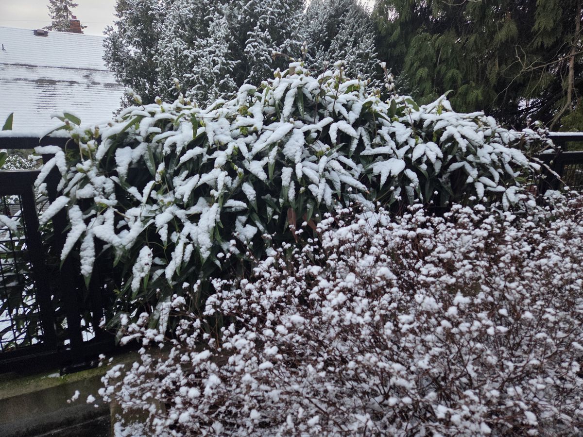 Bushes covered in snow