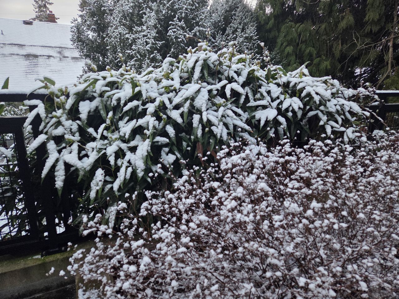 Bushes covered in snow