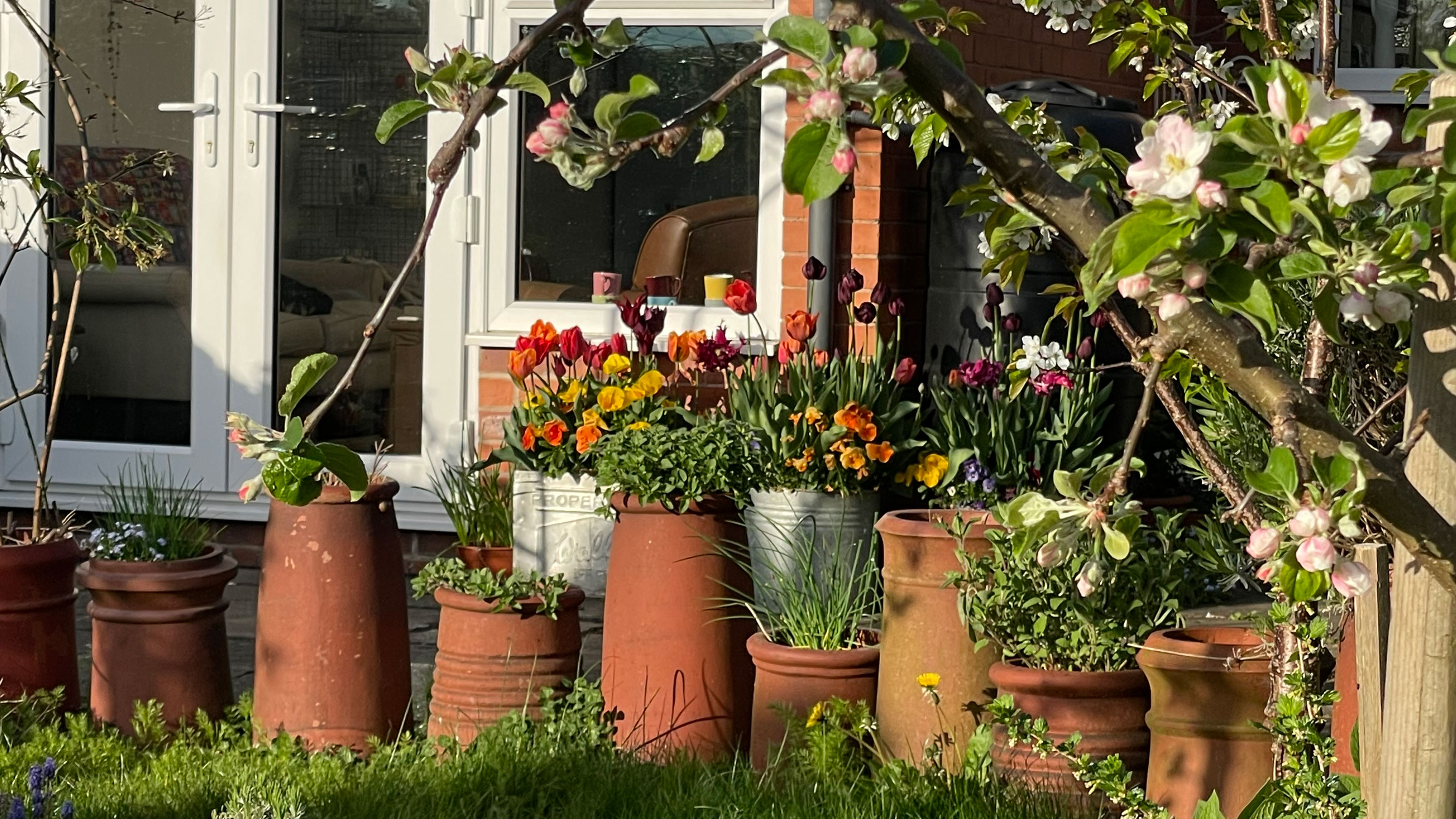 Garden out of back of home with long grass and collection of plants in terracotta pots