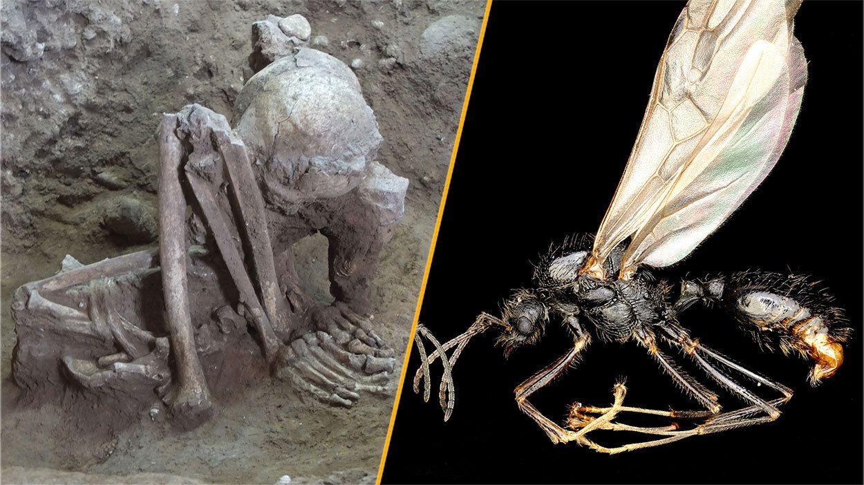 Science news this week: The world's oldest mummy, and an ant that mates with clones of a distant species