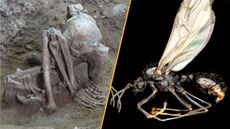 A split image showing the world's oldest mummy on the left, and an Iberian harvester ant on the right.