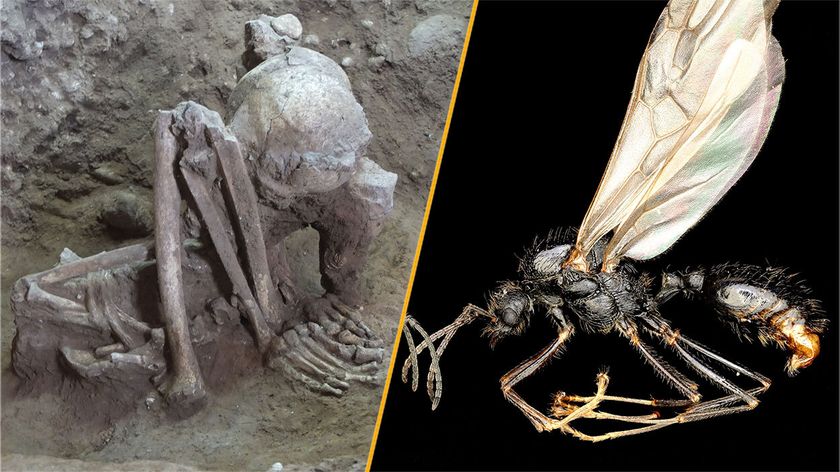 A split image showing the world&#039;s oldest mummy on the left, and an Iberian harvester ant on the right.