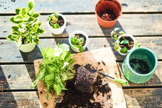Garden maintenance and plant transplanting