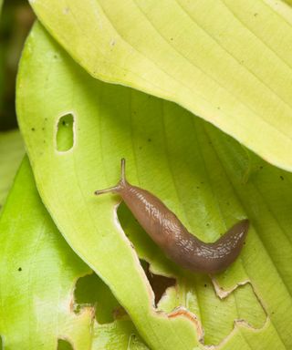 slug on hosta leaves