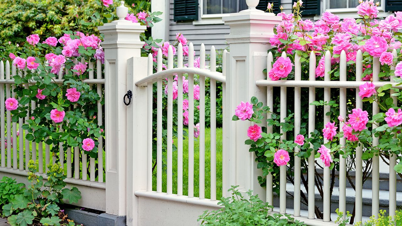 Front gate with pink roses