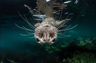 upside down, Sony World Photography Awards