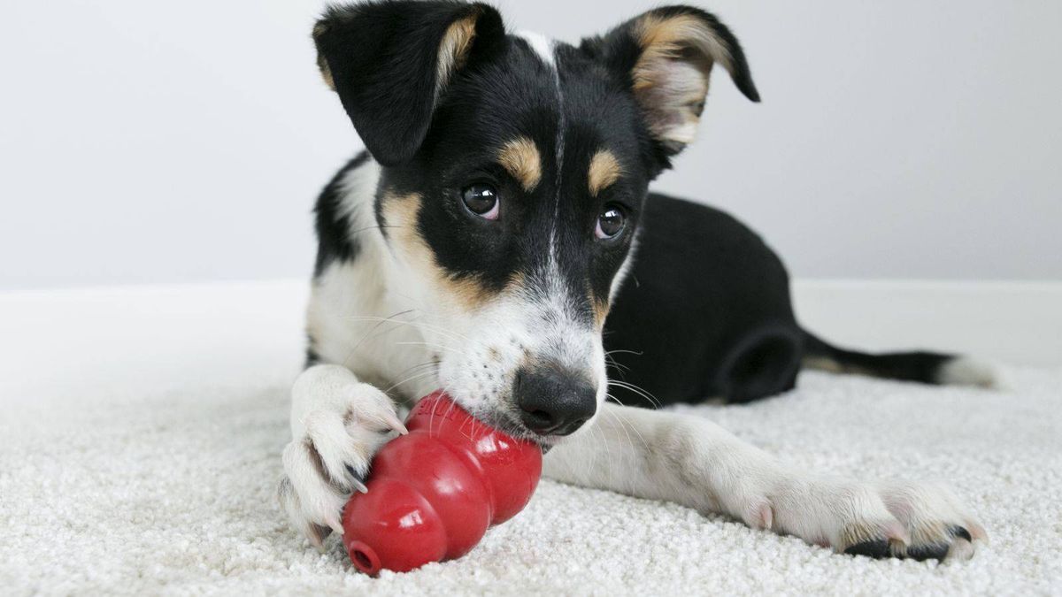 How to Fill a Kong for Dogs - Pooch Parenting