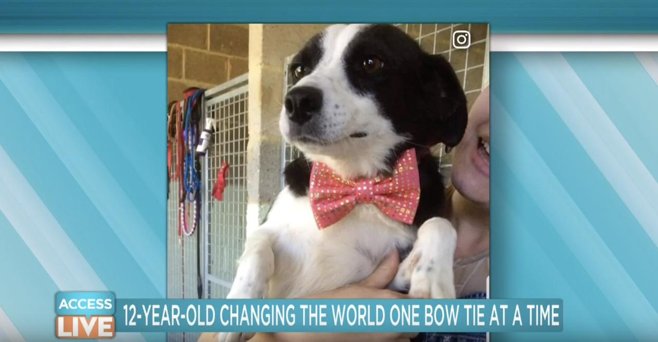 A dog wearing one of Darius Brown&amp;#039;s bow ties.