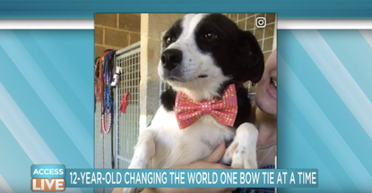 A dog wearing one of Darius Brown's bow ties.