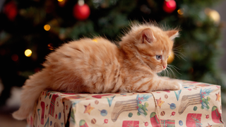 Ginger kitten sitting on a Christmas present in front of a Christmas tree