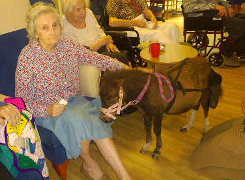 Twiggy the rescued foal