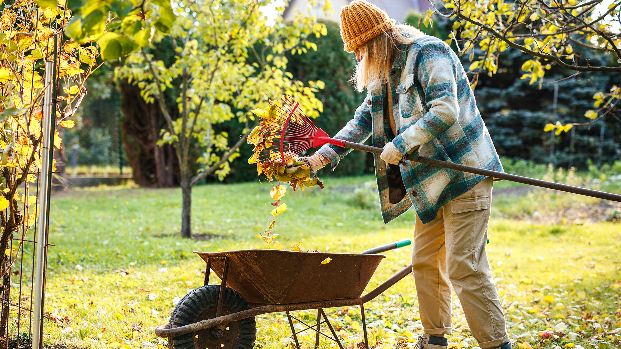 Woman raking leaves in an autumn garden, putting fallen leaves into a wheelbarrow for organic compost