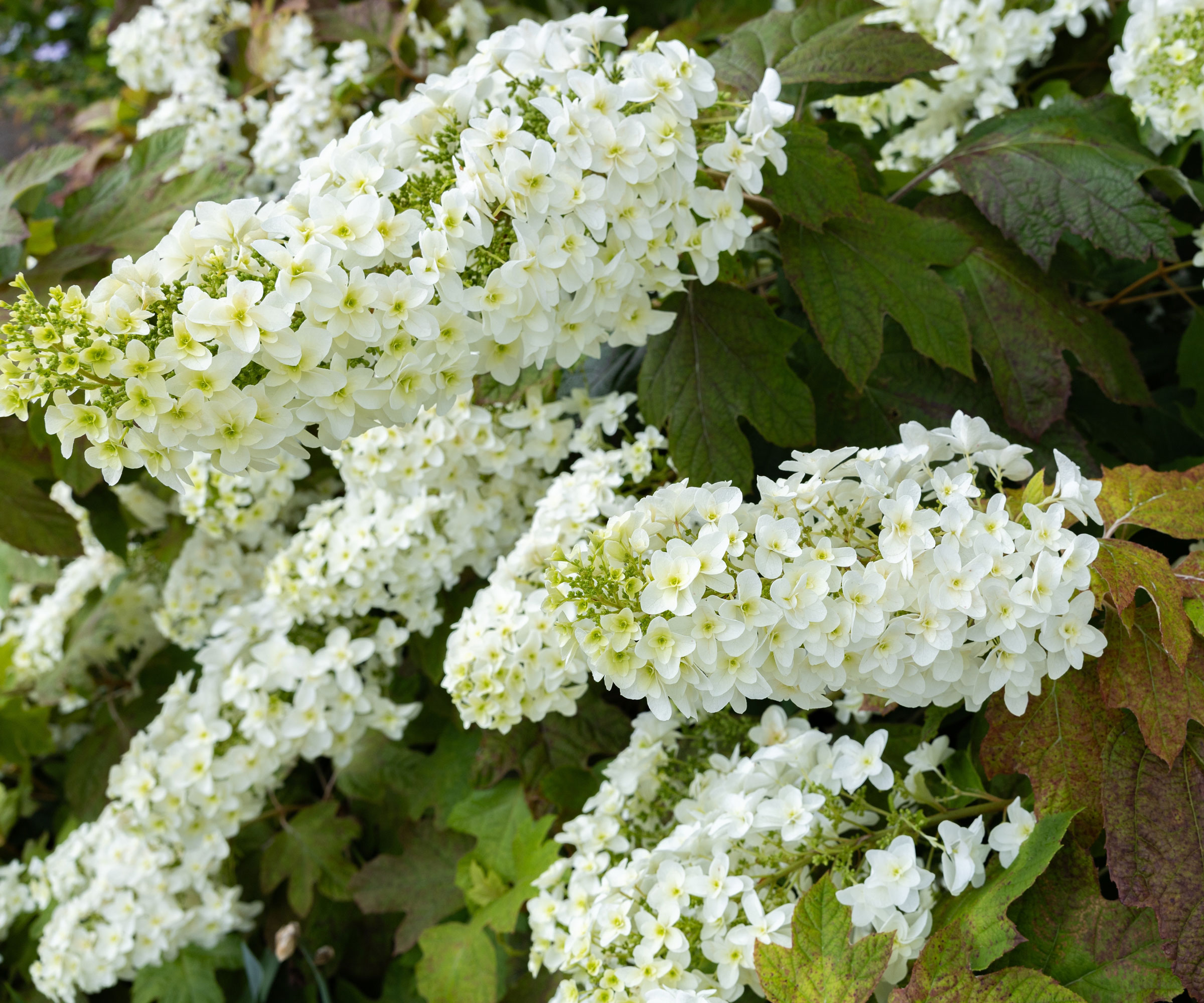 native hydrangea quercifolia with white flowers