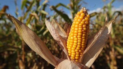 Ripe Maize growing in a corn field - ripe and ready to harvest