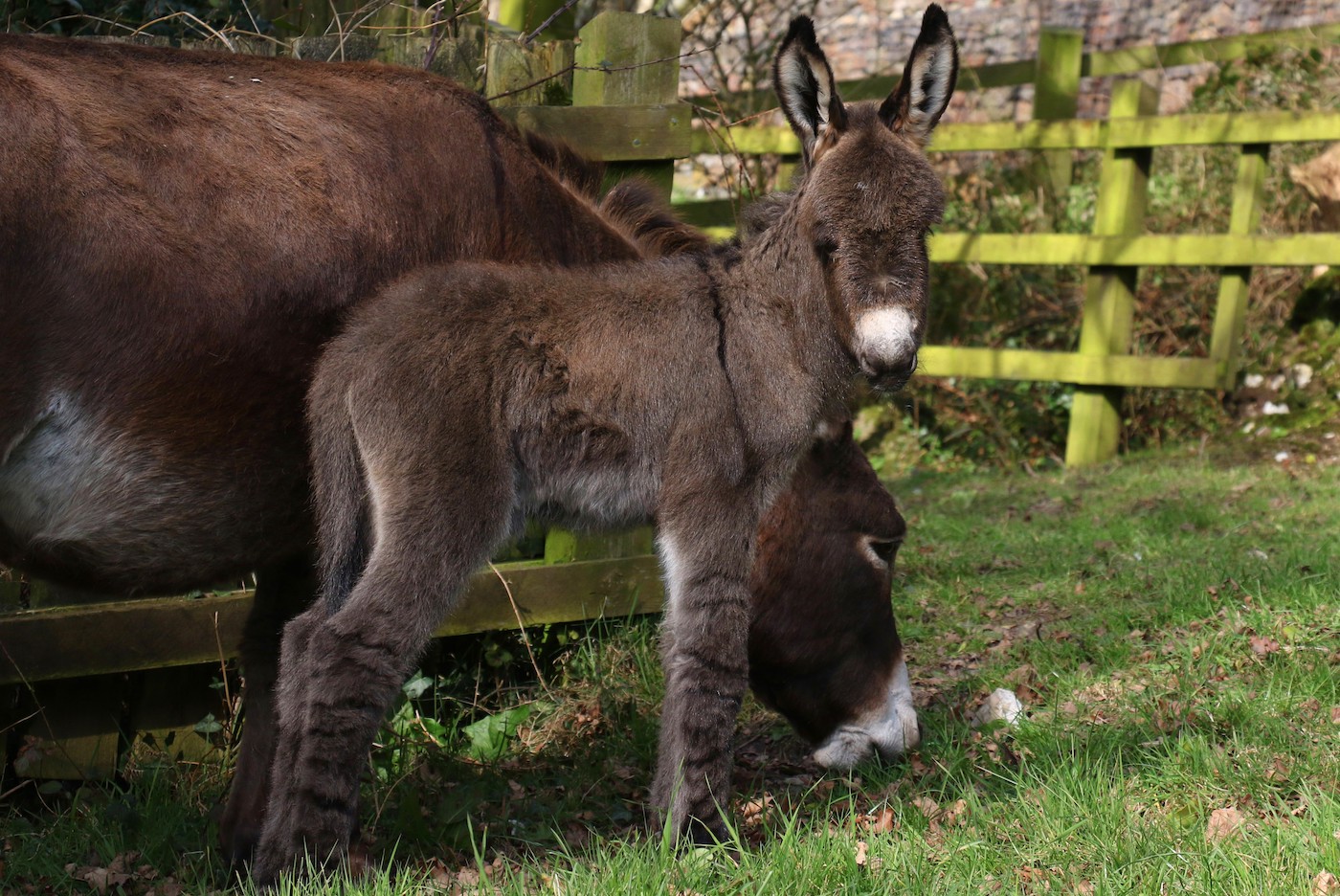 DonkeyFoal1.jpg