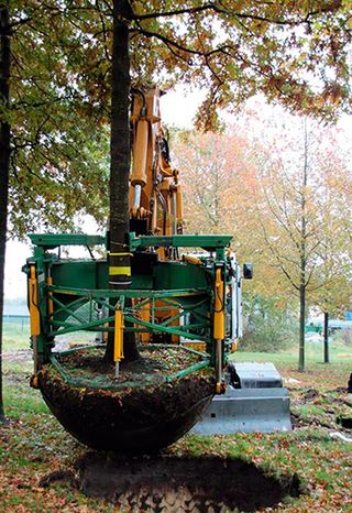 Netherlands nursery preparing a tree