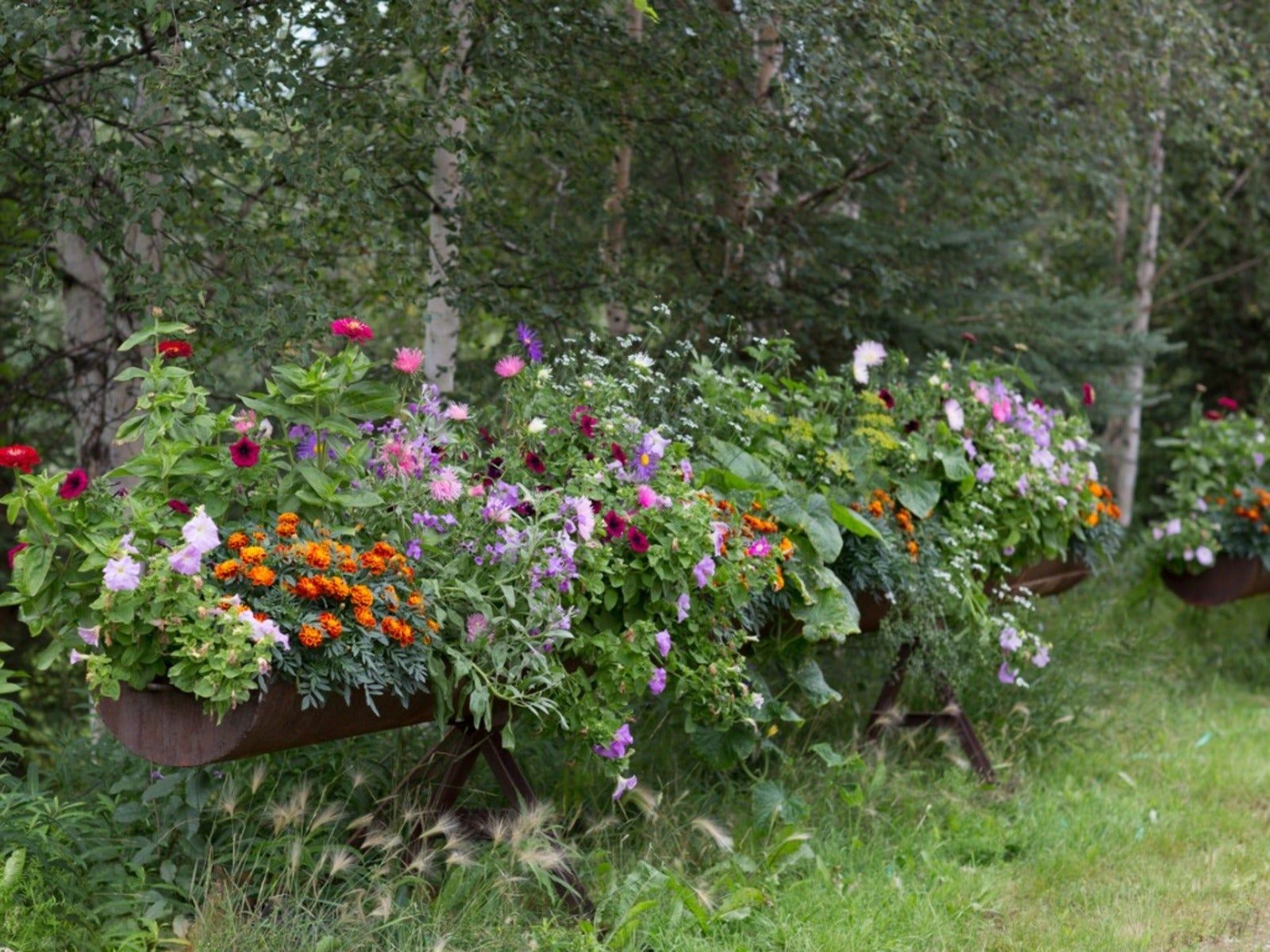 Gardening In Zone 1 - Plants For Extreme Cold Climates | Gardening Know How