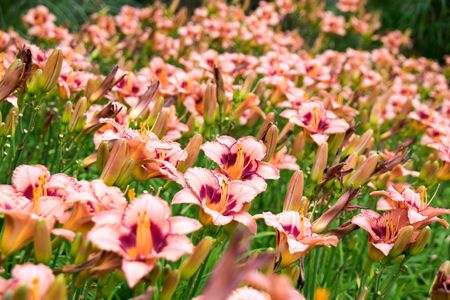 Field Of Daylilies