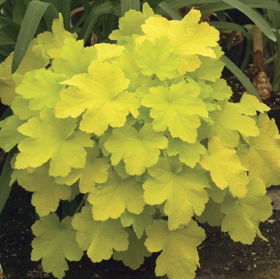 Heuchera &amp;lsquo;Citronelle&amp;rsquo; from Burpee