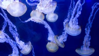 Nettle Jelly fish North Carolina Aquarium Roanoke Island.