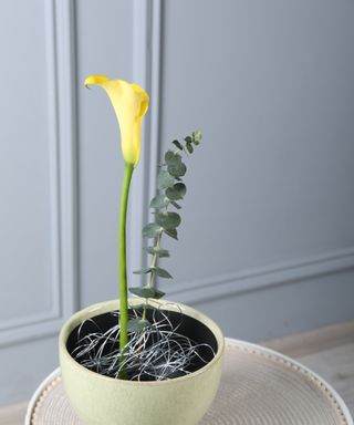 Yellow calla lily and eucalyptus stem in ceramic bowl filled with chicken wire