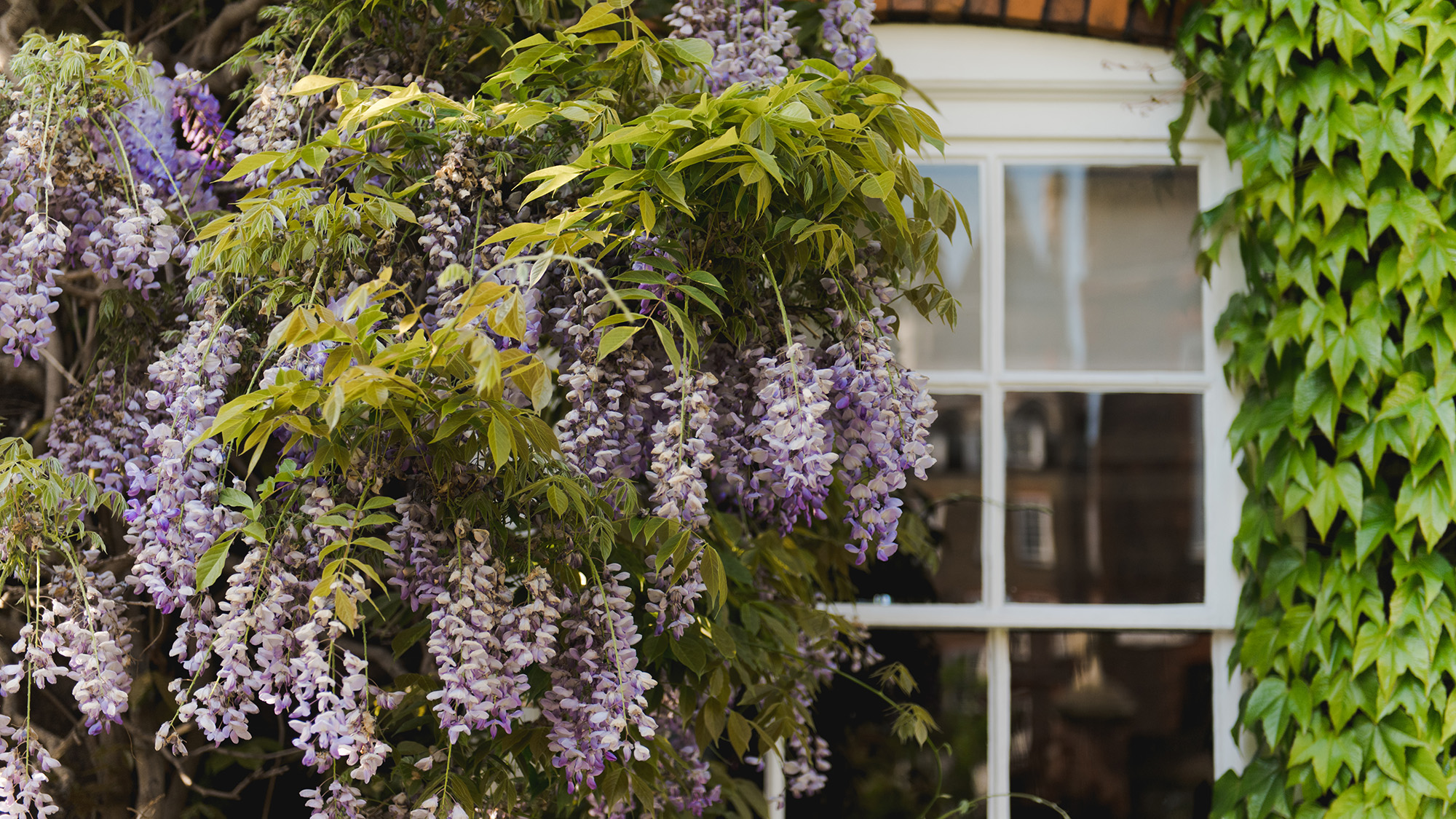 Wisteria on front of house