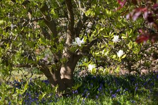 bluebells surrounding a tree