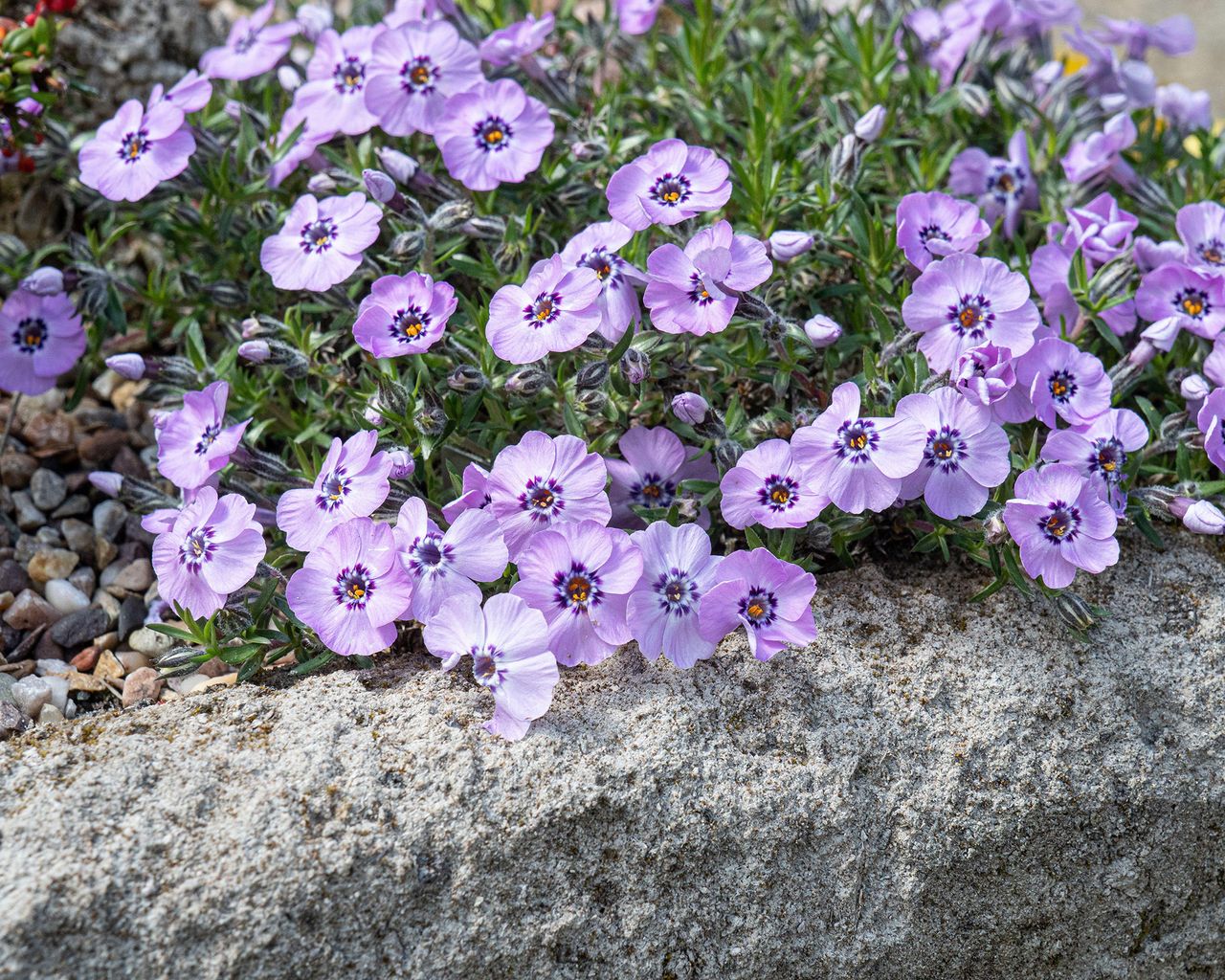 Plants for rockeries 16 top choices for rock gardens Gardeningetc