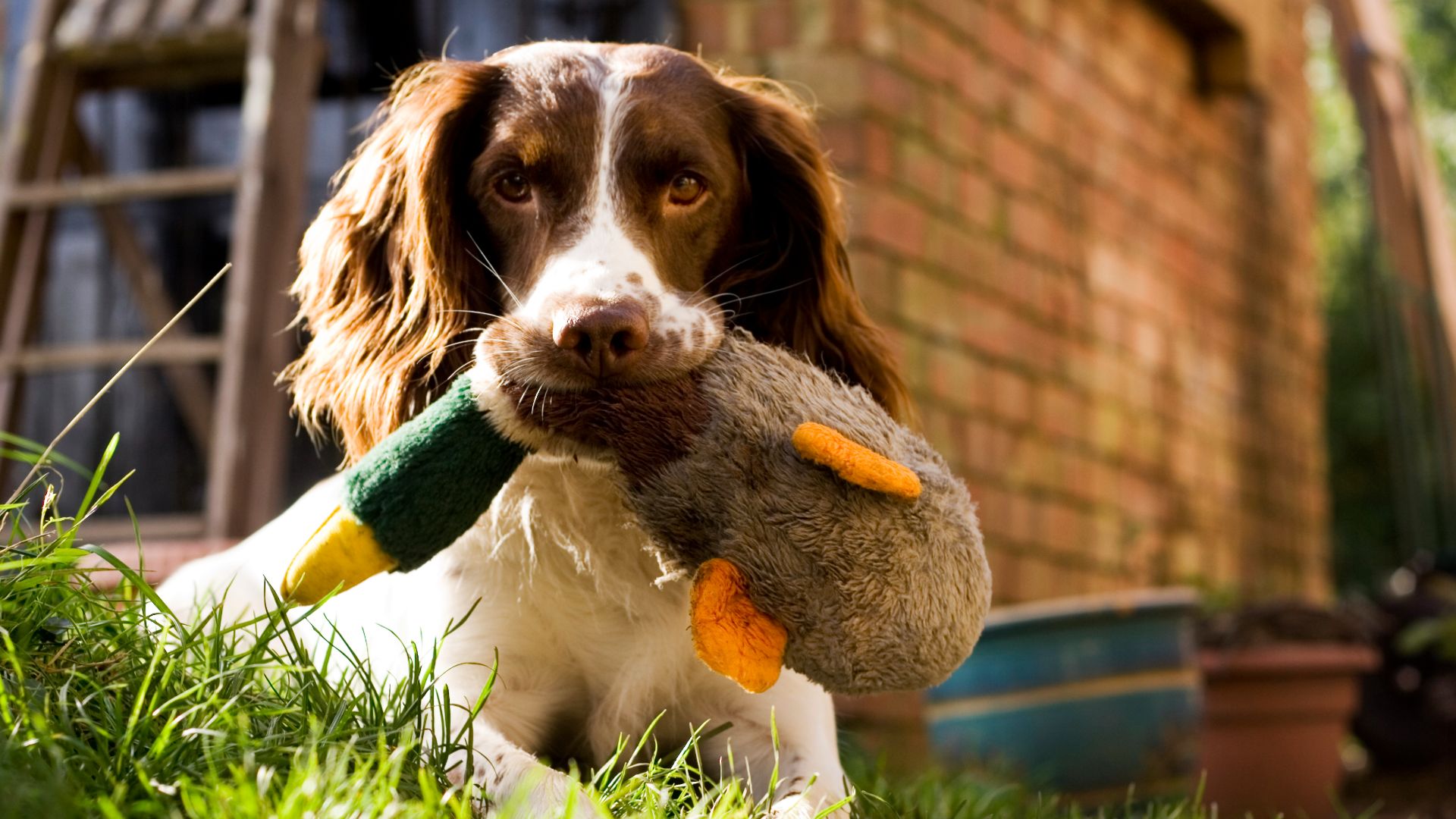 liver and white springer spaniel holding a duck toy