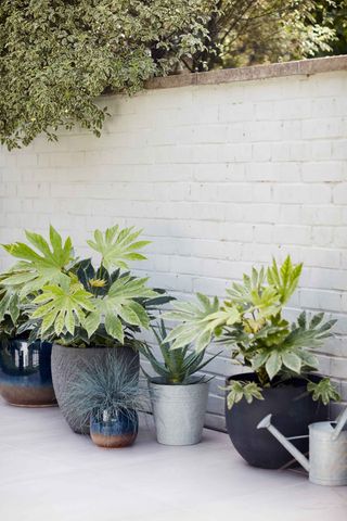 fatsia japonica in pots from Dobbies on patio