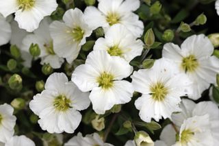 A close-up of blooming snow-in-summer flowers