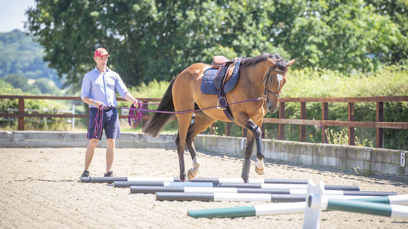 Long reining over poles is part of retraining racehorses for showing.