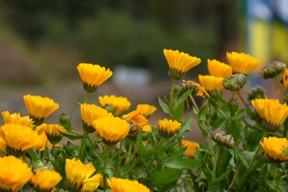 How to plant marigolds Alan Titchmarsh