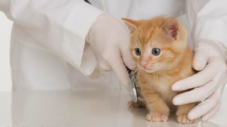 Vet's gloved hands examining ginger kitten