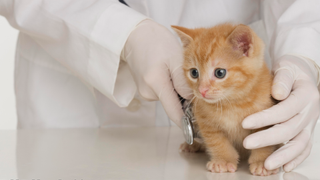 Vet&#039;s gloved hands examining ginger kitten