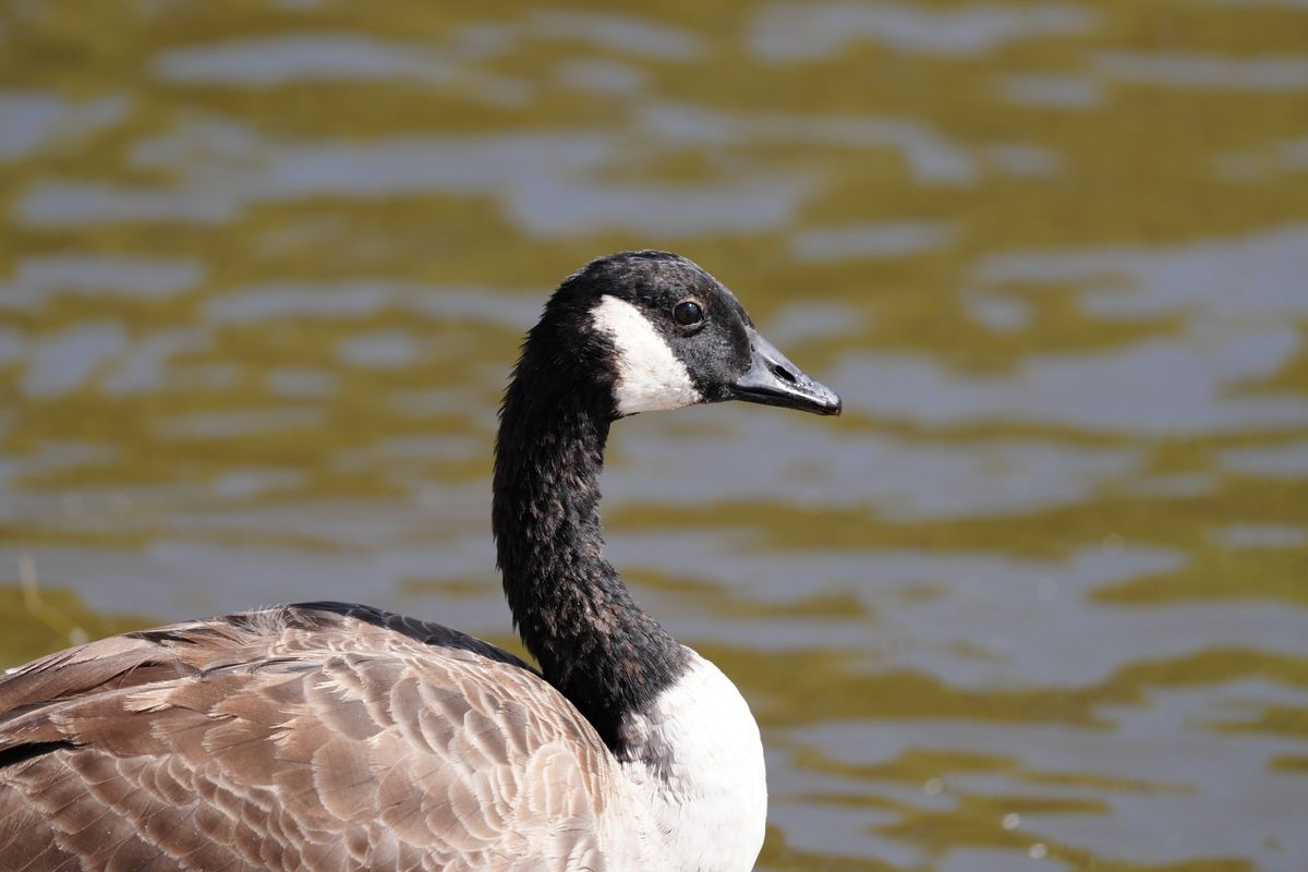 Sony FE 600mm f/6.3 GM OSS sample image